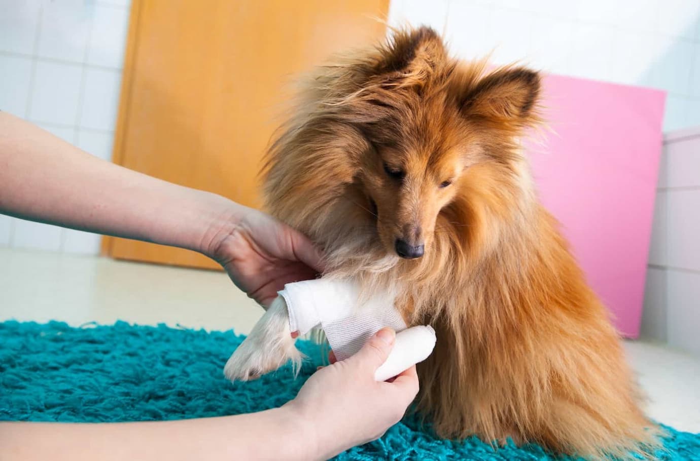 hurt dog at vets getting a bandage