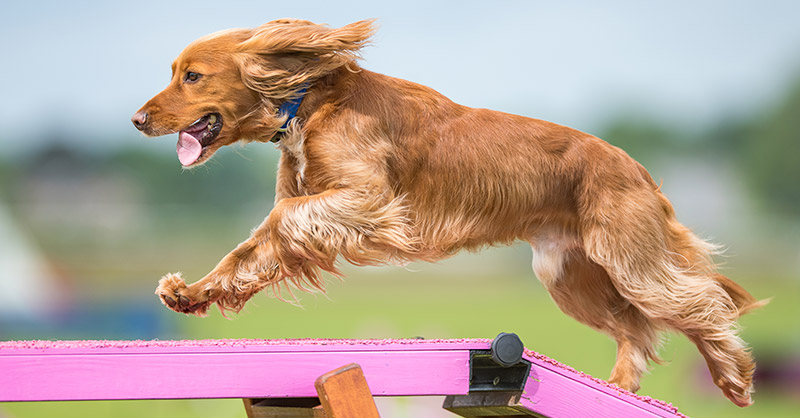 Dog jumping over dog bench at dog show