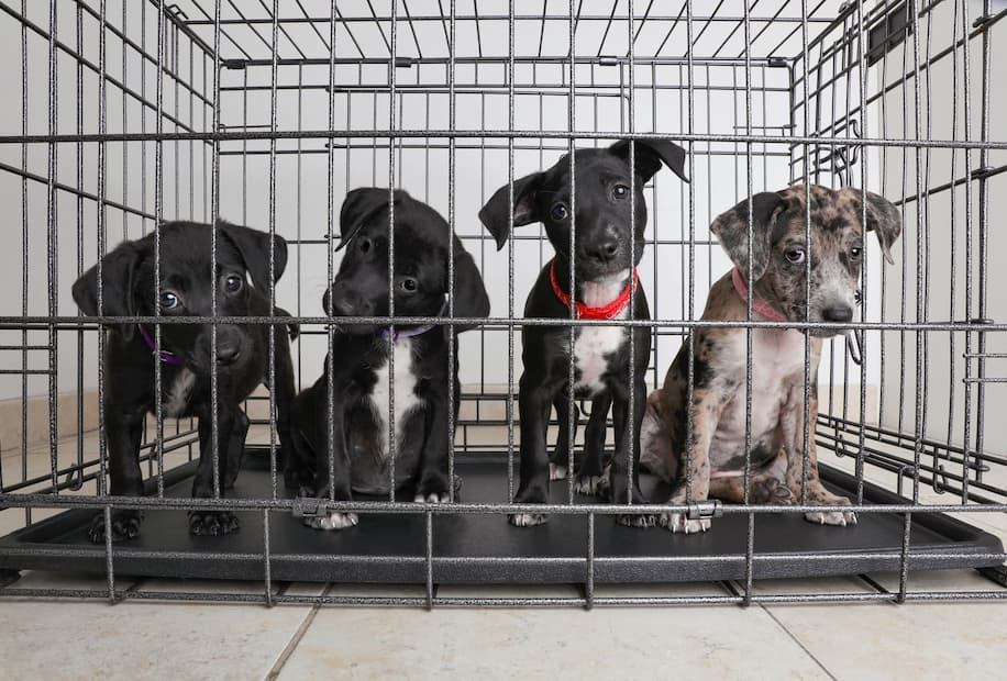 four puppies in cage
