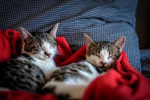 sleepy relaxed kittens